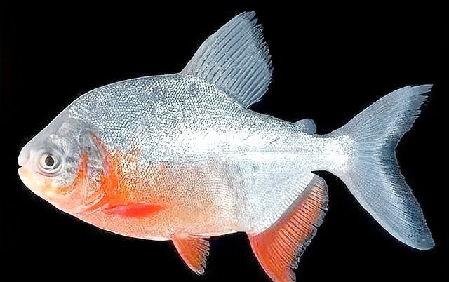 淡水鯧魚有幾個品種（淡水鯧魚品種大揭秘:金鯧、白鯧、紅鯧）