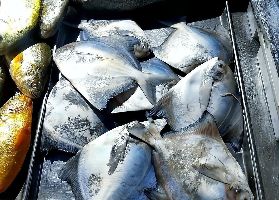 淡水鯧魚有幾個品種（淡水鯧魚品種大揭秘:金鯧、白鯧、紅鯧）