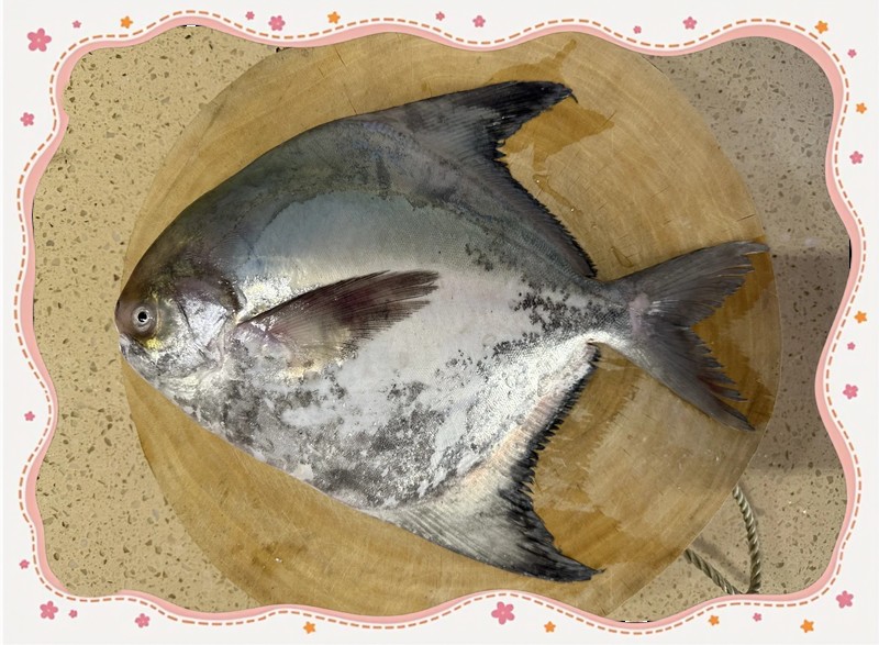 淡水鯧魚有幾個品種（淡水鯧魚品種大揭秘:金鯧、白鯧、紅鯧）