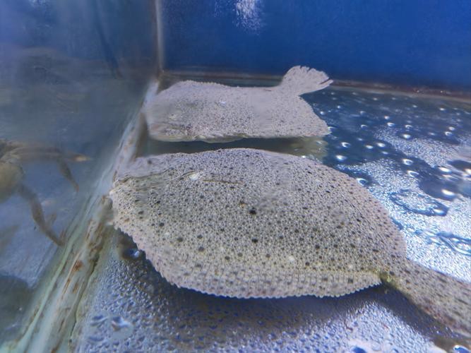 多福魚的圖片