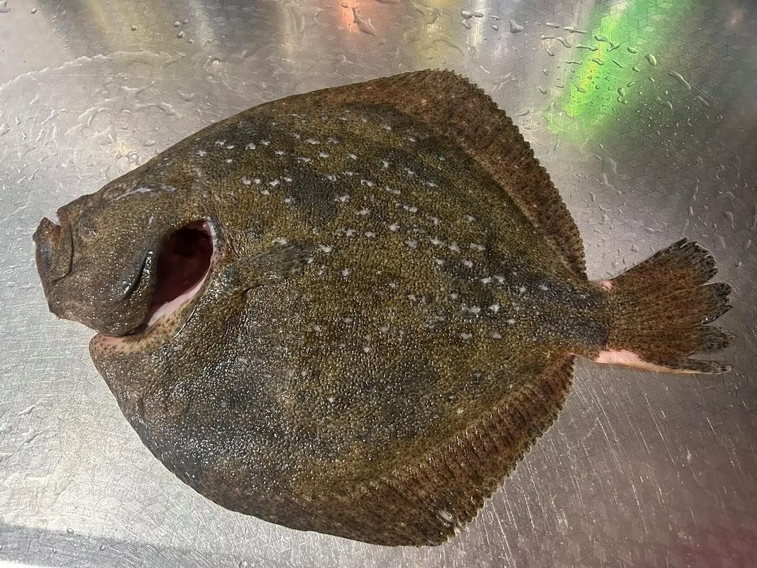 多福魚的圖片