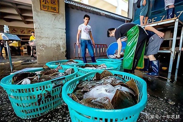 多福魚的圖片
