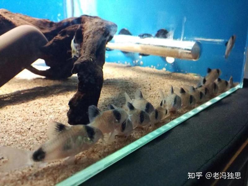 鼠魚最建議買的幾種（ 鼠魚最建議買的幾種（\