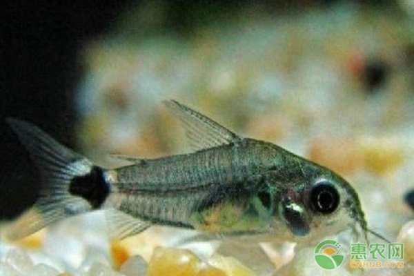 鼠魚最建議買的幾種（ 鼠魚最建議買的幾種（\