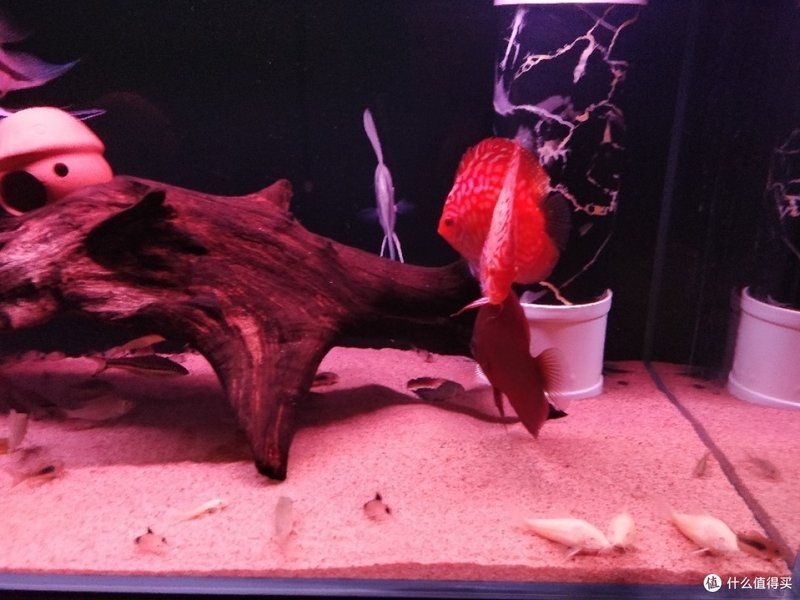 鼠魚最建議買的幾種（ 鼠魚最建議買的幾種（\