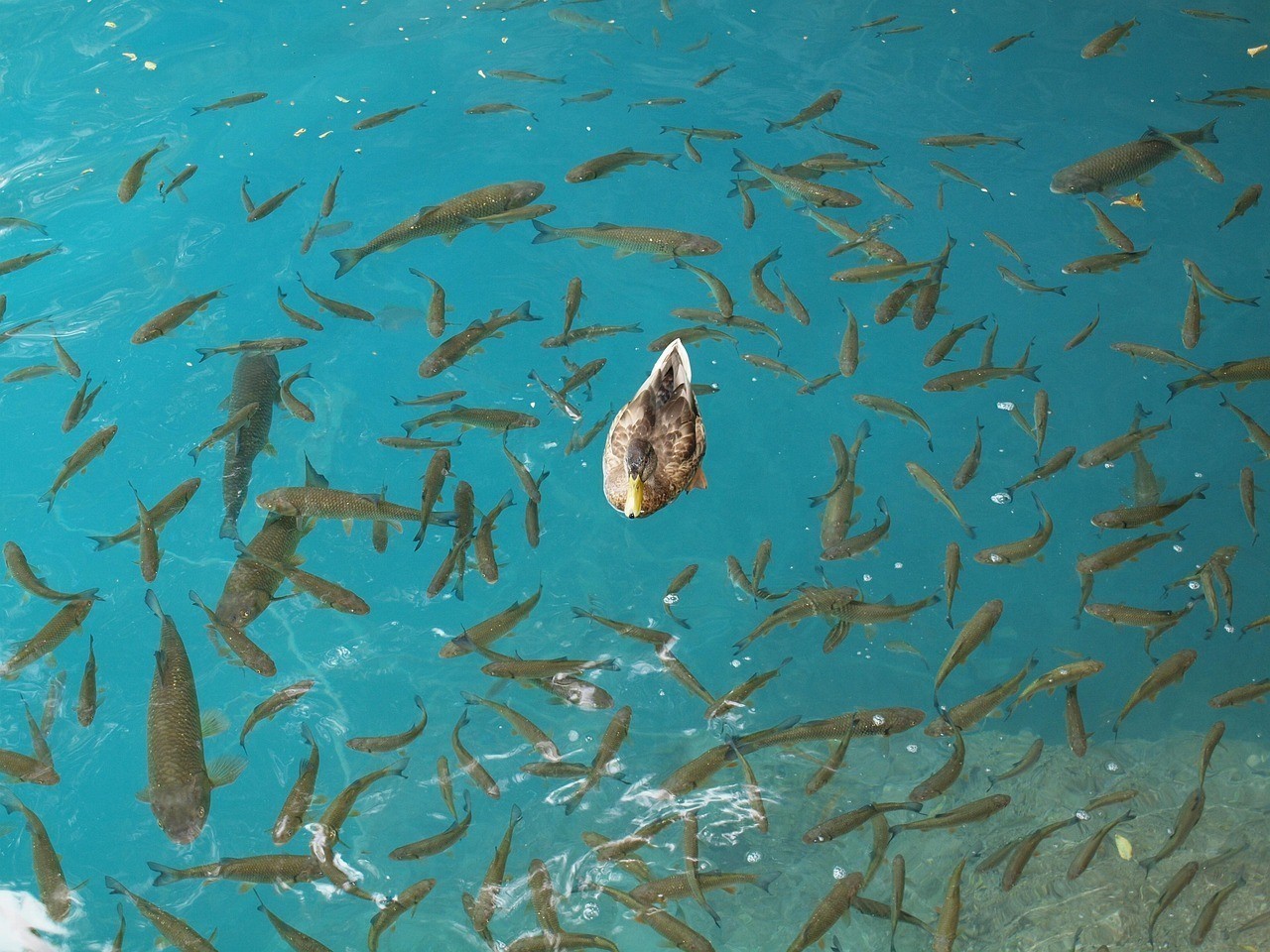 三河市牧魚水族館（三河市牧魚水族館電話）（三河市牧魚水族館）