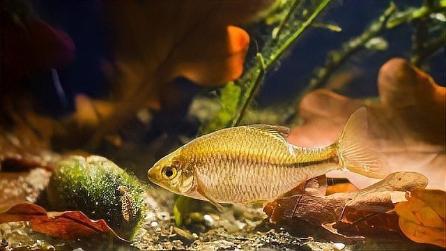 哪種情況下需要立即換水？（養魚人必看：魚缸換水頻率全攻略）