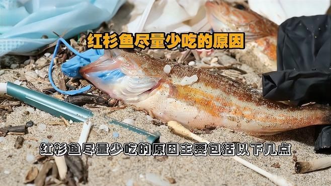 紅衫魚為何被禁止食用（關(guān)于紅衫魚被國家“禁吃”這場舌尖上的爭議比海鮮還腥）