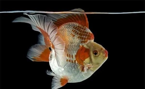 龍魚水霉病期間需要喂食嗎？（龍魚水霉病期間需要喂食嗎）