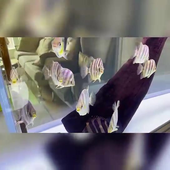 非洲金鼓魚(yú)怎么看品相（非洲金鼓魚(yú)品相鑒別） 非洲金鼓魚(yú)怎么看品相（非洲金鼓魚(yú)品相鑒別） 龍魚(yú)論壇 第6張
