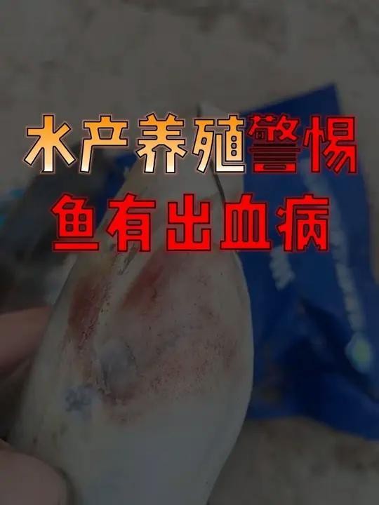 非洲金鼓魚(yú)怎么看品相（非洲金鼓魚(yú)品相鑒別） 非洲金鼓魚(yú)怎么看品相（非洲金鼓魚(yú)品相鑒別） 龍魚(yú)論壇 第7張