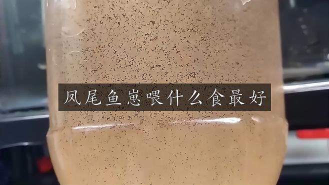 鳳尾魚幾天喂一次食（鳳尾魚喂養指南） 鳳尾魚幾天喂一次食（鳳尾魚喂養指南） 龍魚論壇 第2張