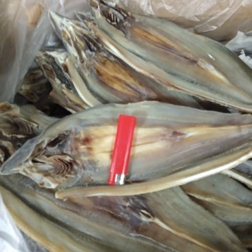 鯊魚市場(chǎng)價(jià)多少錢一斤（2025年鯊魚市場(chǎng)價(jià)格現(xiàn)狀與市場(chǎng)價(jià)格現(xiàn)狀與思考）