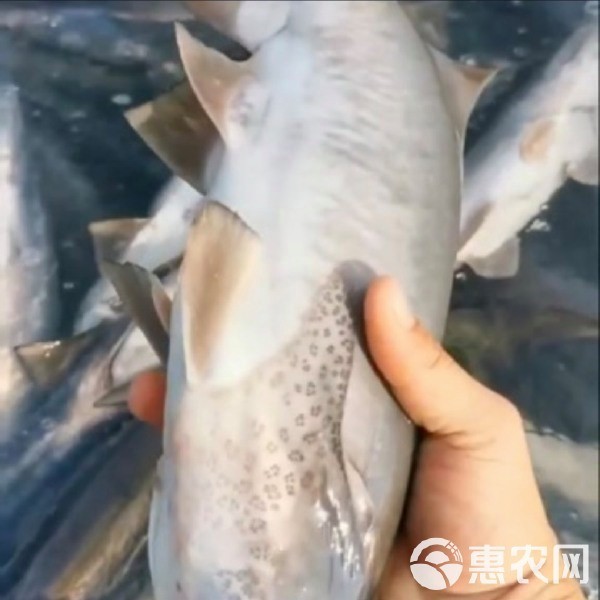 附近哪里有鴨嘴魚賣（智能模式回答完成調(diào)用工具：百度地圖）