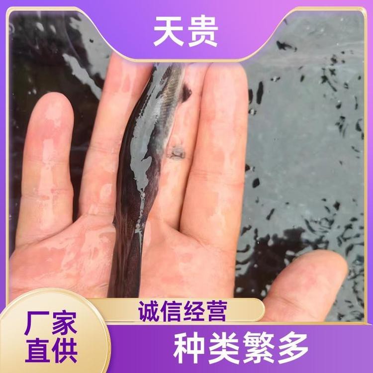 附近哪里有鴨嘴魚賣（智能模式回答完成調(diào)用工具：百度地圖）