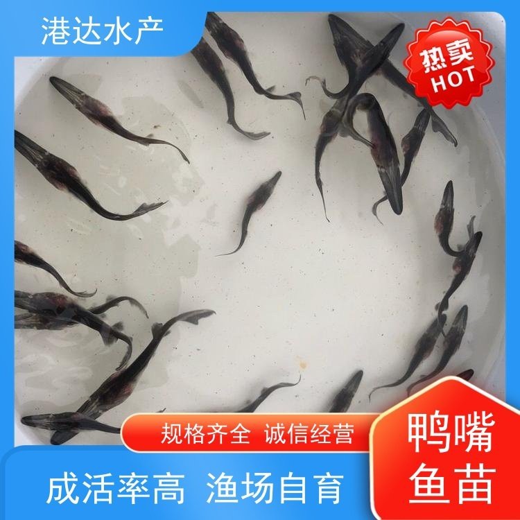 附近哪里有鴨嘴魚賣（智能模式回答完成調(diào)用工具：百度地圖）