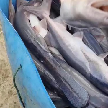 附近哪里有鴨嘴魚賣（智能模式回答完成調(diào)用工具：百度地圖）