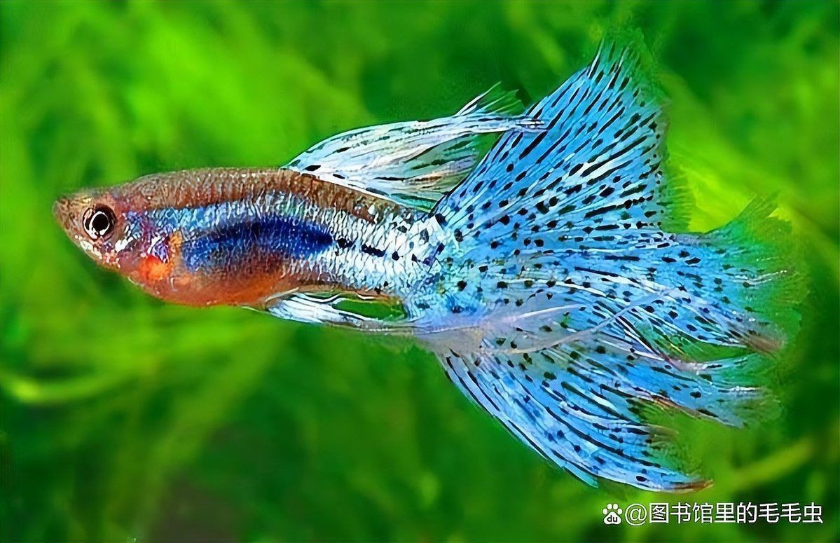紅眼白子銀板魚10℃能存活嗎（紅眼白子銀板魚低溫生存極限探究）
