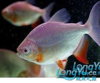 紅眼白子銀板魚10℃能存活嗎（紅眼白子銀板魚低溫生存極限探究）