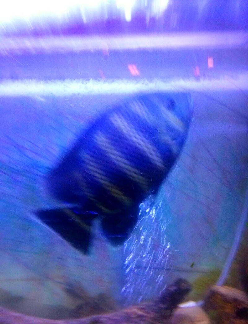 非洲十間魚好養嗎（非洲十間魚:顏值與性格并存的神奇魚類）
