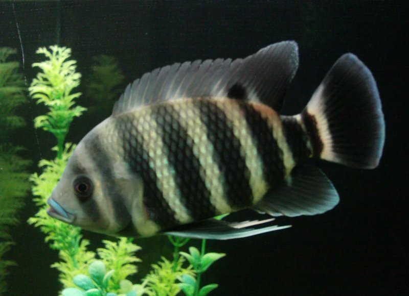 非洲十間魚好養嗎（非洲十間魚:顏值與性格并存的神奇魚類）