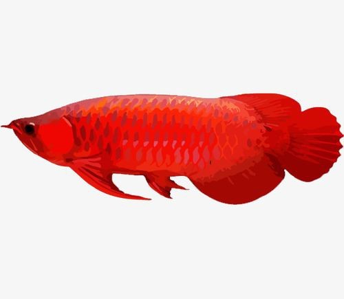 紅龍魚(yú)圖片高清壁紙可愛(ài)卡通（紅龍魚(yú)圖片高清壁紙可愛(ài)卡通,以下是為您整理的紅龍魚(yú)相關(guān)卡通）