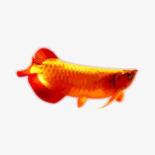 紅龍魚(yú)圖片高清壁紙可愛(ài)卡通（紅龍魚(yú)圖片高清壁紙可愛(ài)卡通,以下是為您整理的紅龍魚(yú)相關(guān)卡通）
