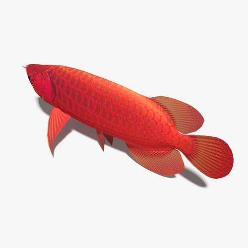 紅龍魚(yú)圖片高清壁紙可愛(ài)卡通（紅龍魚(yú)圖片高清壁紙可愛(ài)卡通,以下是為您整理的紅龍魚(yú)相關(guān)卡通）