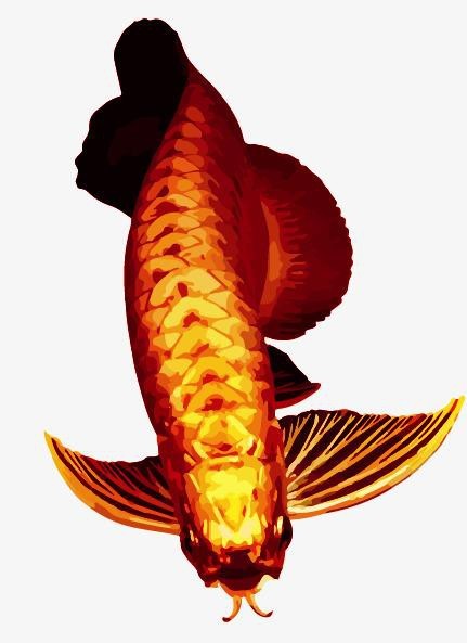 紅龍魚(yú)圖片高清壁紙可愛(ài)卡通（紅龍魚(yú)圖片高清壁紙可愛(ài)卡通,以下是為您整理的紅龍魚(yú)相關(guān)卡通）