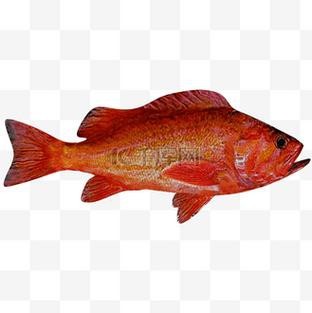 紅龍魚(yú)圖片高清壁紙可愛(ài)卡通（紅龍魚(yú)圖片高清壁紙可愛(ài)卡通,以下是為您整理的紅龍魚(yú)相關(guān)卡通）