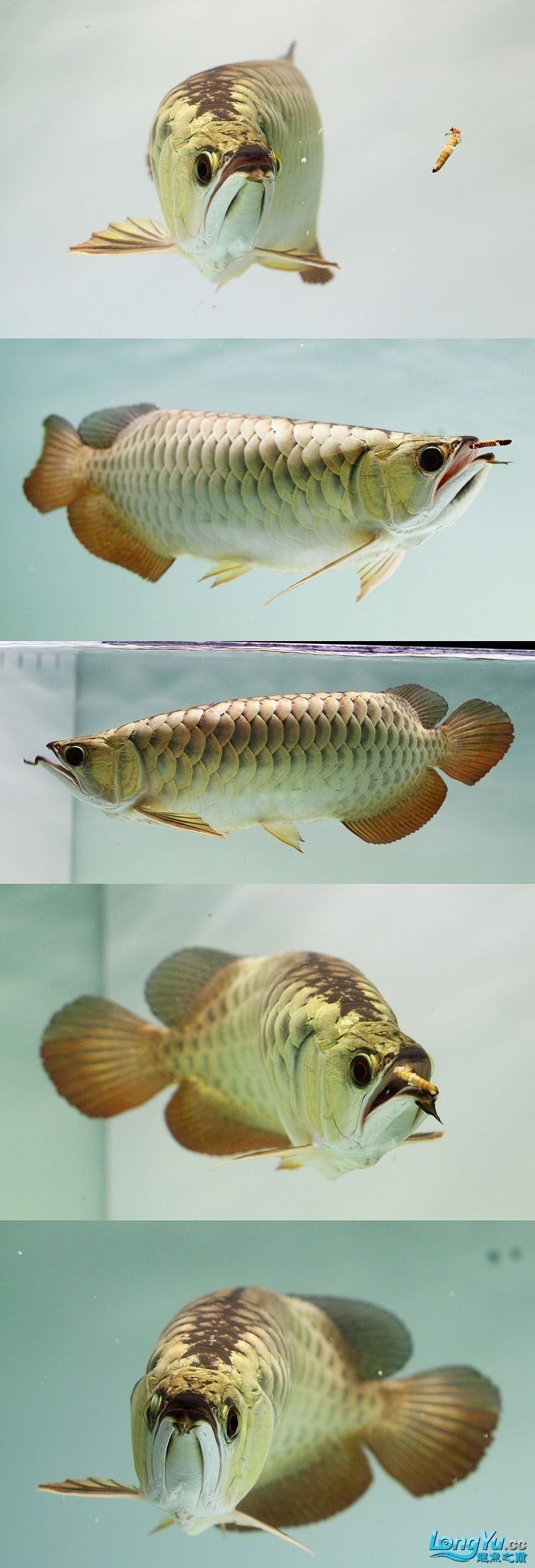 龍魚吃昆蟲后需要清洗嗎？（養(yǎng)魚老道，龍魚喂食相關(guān)介紹）