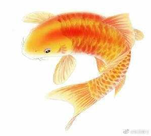 魚化龍辟邪還是招邪（魚化龍——魚化龍）