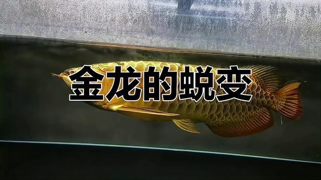 金龍和紅龍在游戲中的表現如何？（《英雄無敵3》金龍和紅龍在游戲中的表現如何） 金龍和紅龍在游戲中的表現如何？（《英雄無敵3》金龍和紅龍在游戲中的表現如何） 龍魚百科 第2張