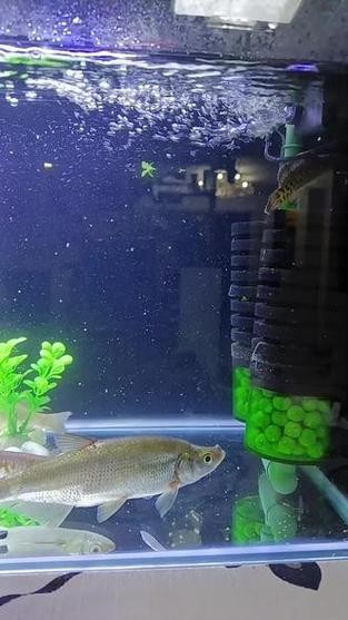 雷龍魚能和銀龍混養嗎圖片（雷龍魚和銀龍可以混養嗎）