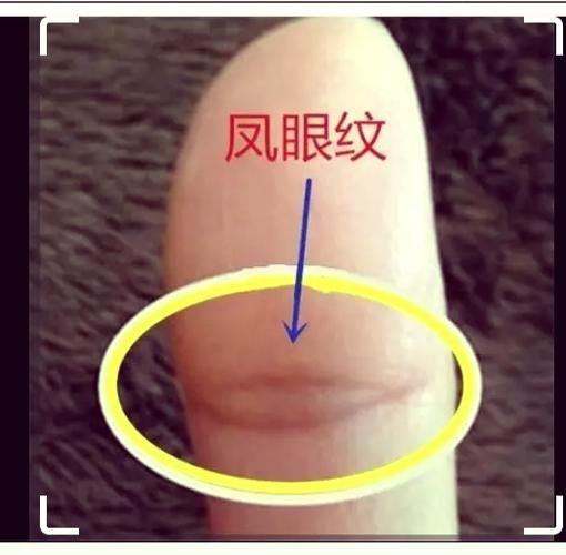 能否提供龍眼紋者的手相圖片？（能否提供龍眼紋者的手相圖片）