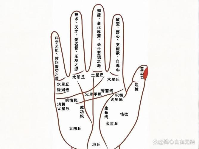 能否提供龍眼紋者的手相圖片？（能否提供龍眼紋者的手相圖片）