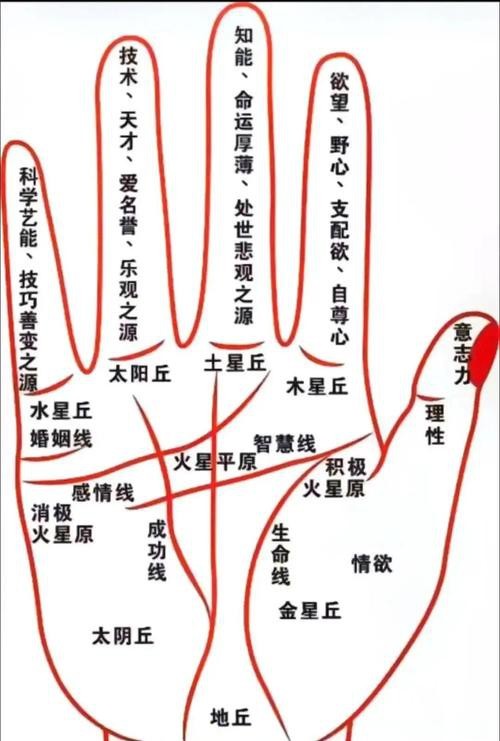 能否提供龍眼紋者的手相圖片？（能否提供龍眼紋者的手相圖片）