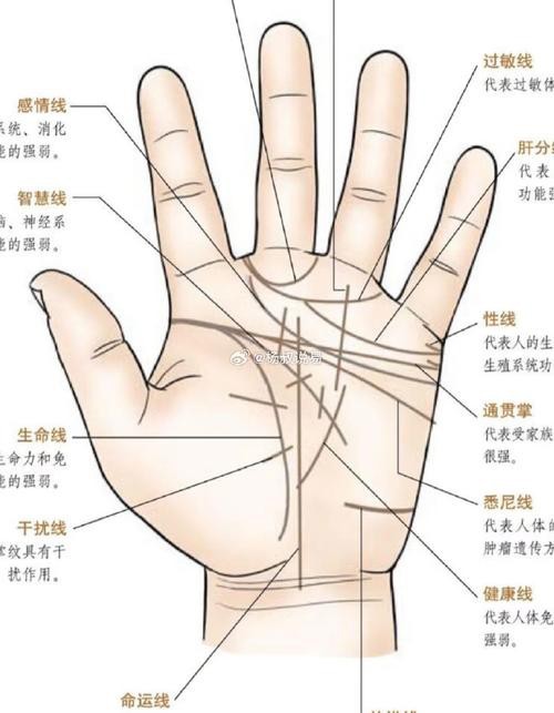 能否提供龍眼紋者的手相圖片？（能否提供龍眼紋者的手相圖片）