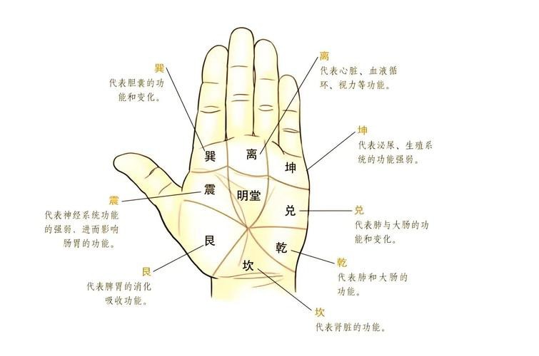 能否提供龍眼紋者的手相圖片？（能否提供龍眼紋者的手相圖片）