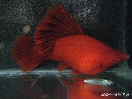 貞豐縣大自然水族館（貞豐縣大自然水族館電話）（貞豐縣大自然水族館）