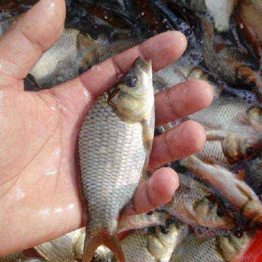 附近的魚苗批發(fā)市場（\