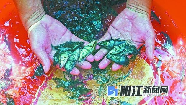 附近的魚苗批發(fā)市場（\