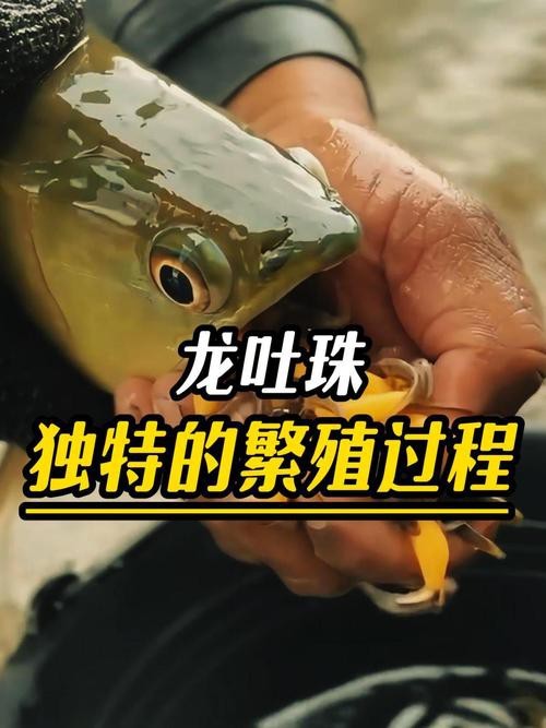 金龍魚幾年成年（男子買的金龍魚整整一天不張嘴,用手掰開嘴,才知發了財!）