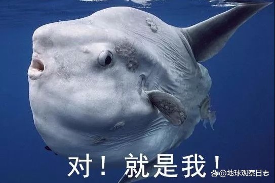 魚代表什么寓意（魚與\