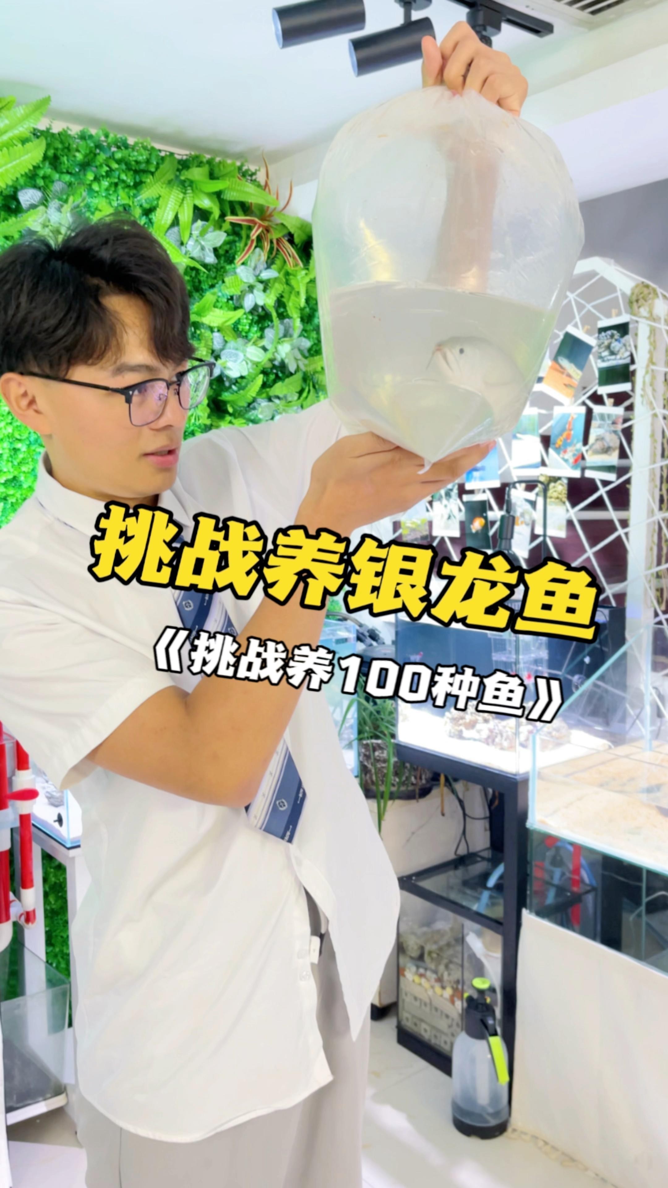 銀龍魚繁殖方法詳解（銀龍魚的獨特繁殖方式）
