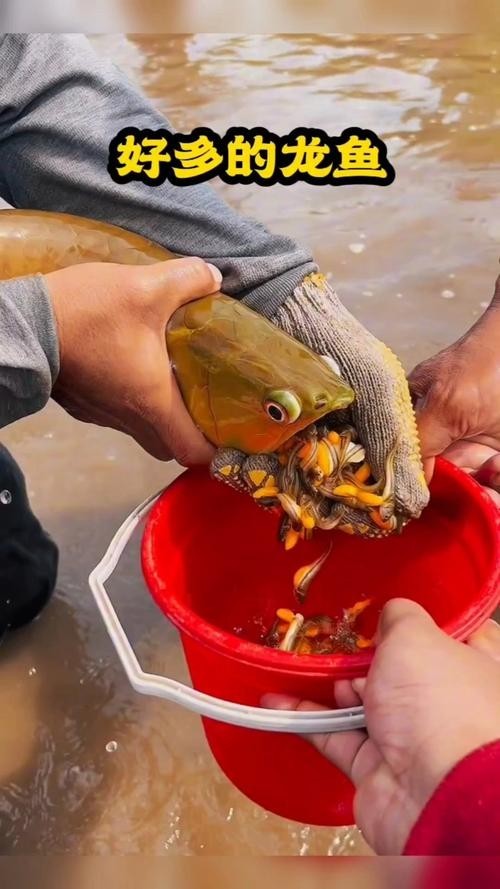 龍魚是海水魚嗎圖片（龍魚是海水魚嗎）