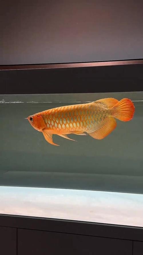 龍魚是海水魚嗎圖片（龍魚是海水魚嗎）