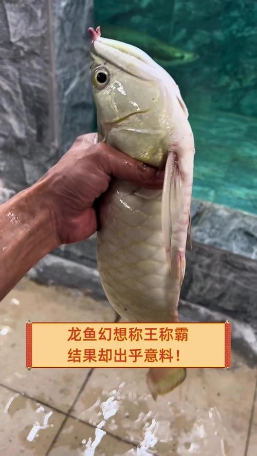 龍魚是海水魚嗎圖片（龍魚是海水魚嗎）