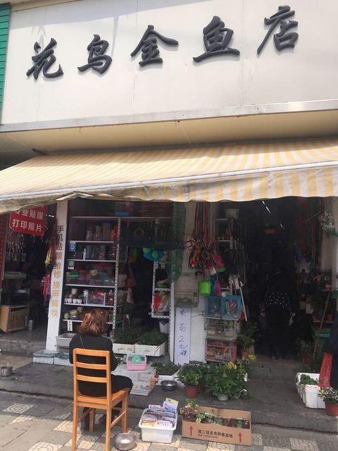 離我最近的金魚店（金魚文化的三棱鏡）