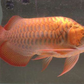 多福魚(yú)是什么魚(yú)（多福魚(yú)與多寶魚(yú)（大廚江一舟,海鮮指南|））